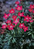 Anemone multifida 'Rubra'